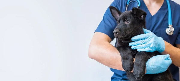 Can Pets Become Victim Of Cardiac Arrest